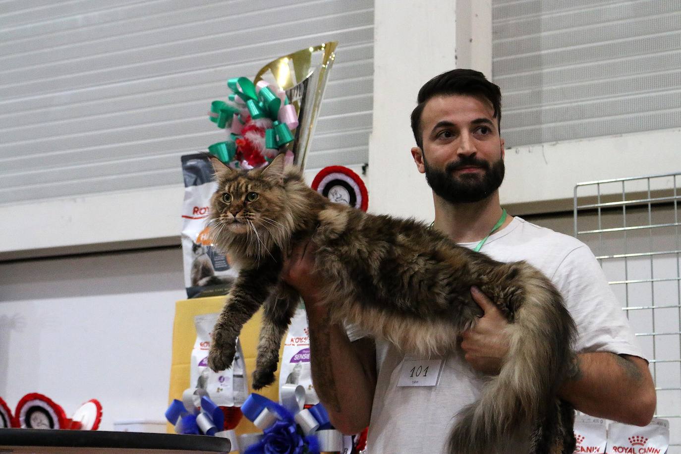 Fotos: XV Exposición Internacional Felina en Ficoba