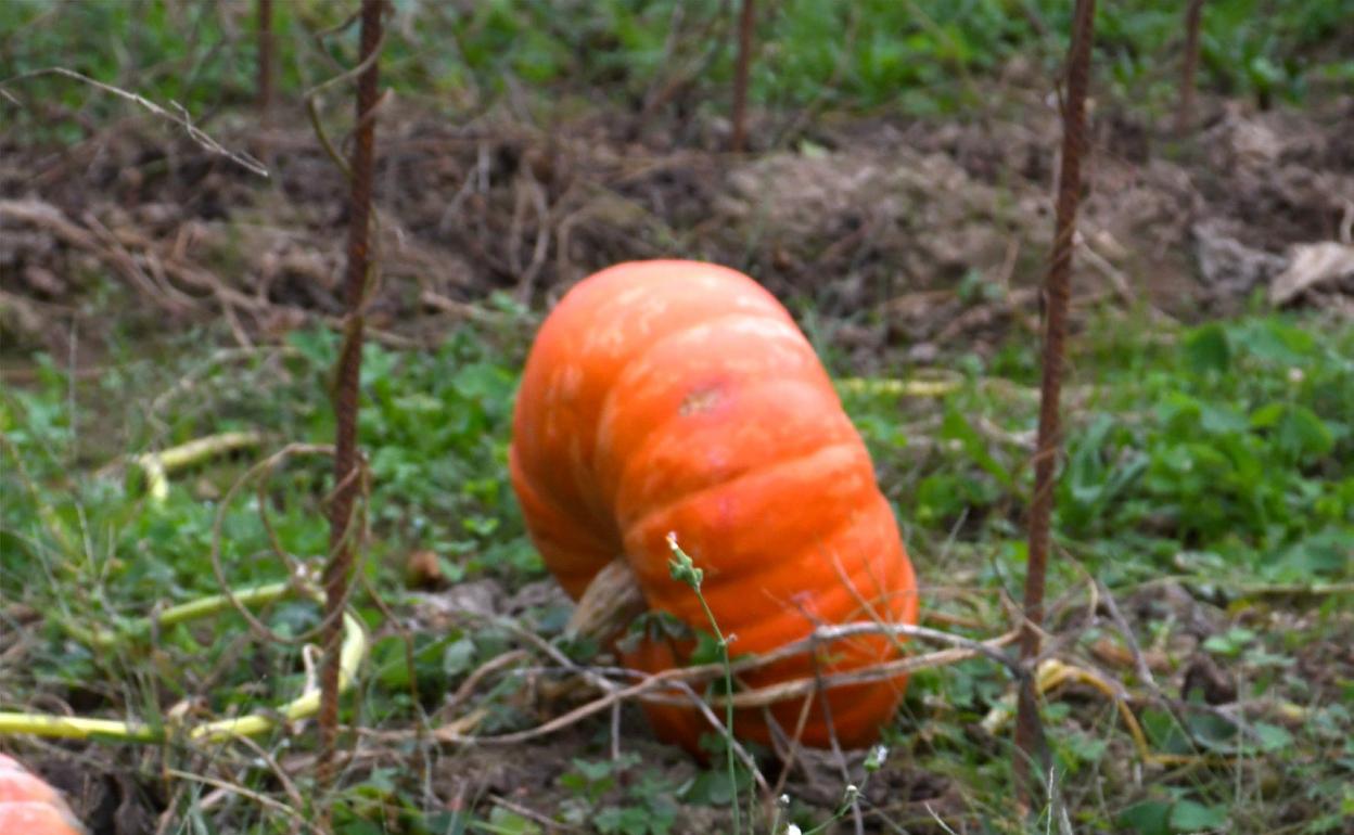 Varios ejemplares de calabaza. 