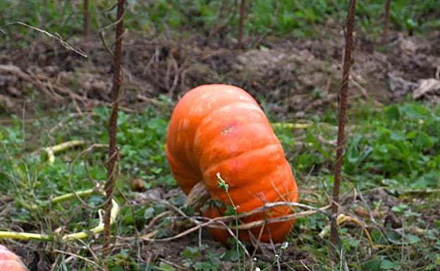 Menos calabazas y de menor tamaño a causa de las altas temperaturas