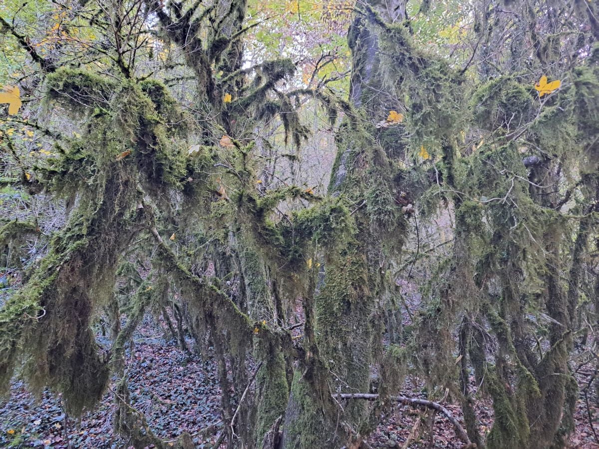 Fotos: Irulegi: impresionante balcón del reino