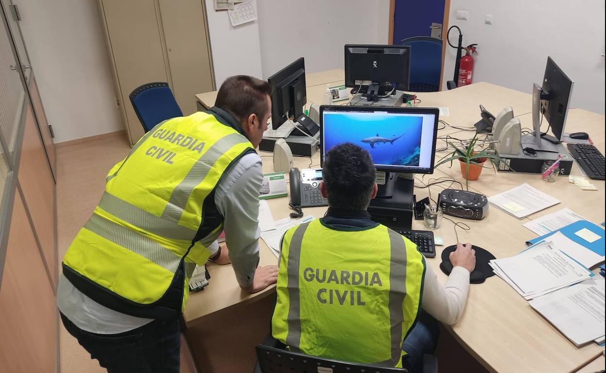 Operacion Guardia Civil: Pasajes-Oiartzun-Sanlúcar de Barrameda, la ruta de otros tres tiburones zorros comercializados de forma irregular