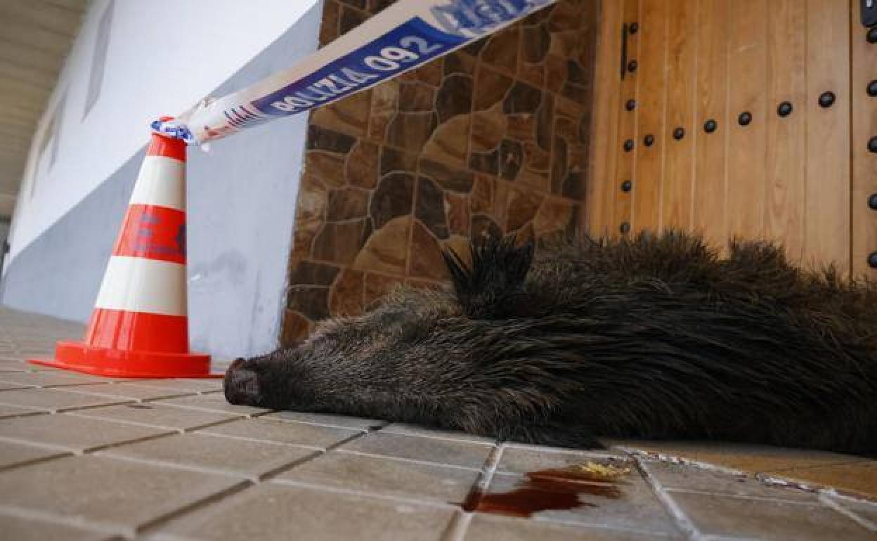 El jabalí muerto ha aparecido esta mañana de martes, en la puerta de la mezquita de Mariturri.