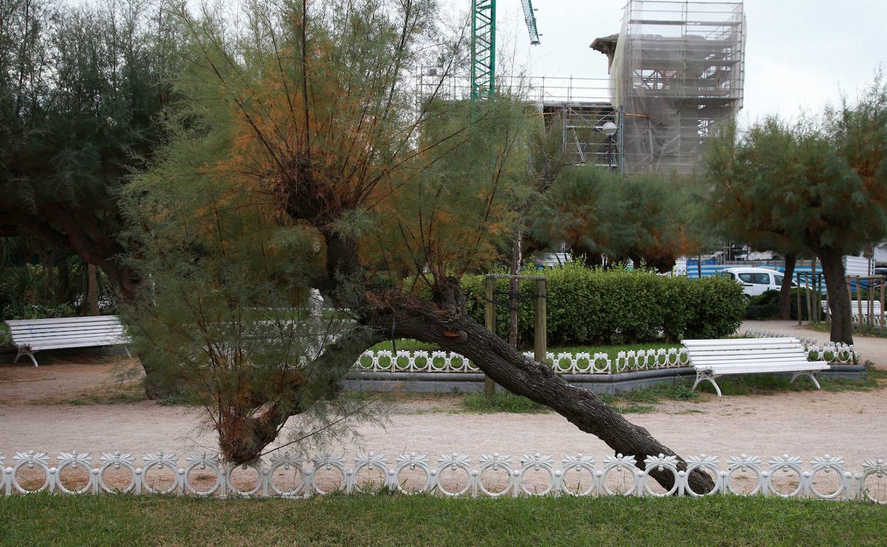 Parece un tamarindo cansado y es que uno de sus 'codos' se apoya en la barandilla metálica de uno de los parterres de Ondarreta. El viento del norte habrá doblado este árbol, que se resiste a caer. Un trabajo más para el departamento de Parques y Jardines que debe pensar cómo lograr ponerlo derecho. 