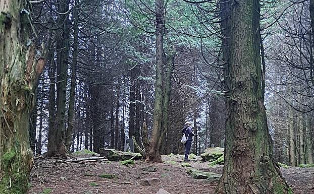 Galería. Profundos bosques camino del Urdelar.