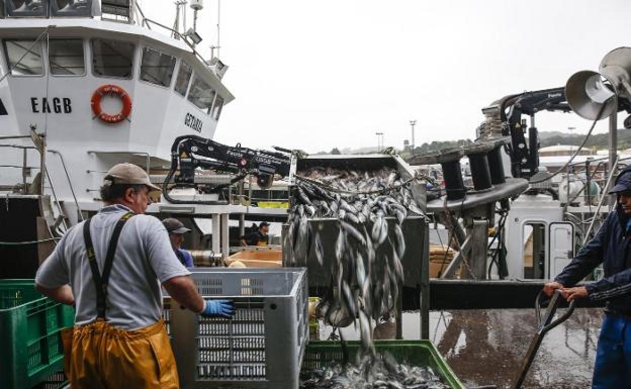 Descarga de chicharro en el Cantábrico.