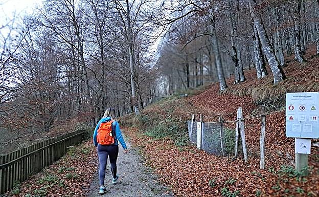 Galería. El intenso verde del musgo que recubre los árboles eneste lugar destaca sobre el marrón otoñal. 
