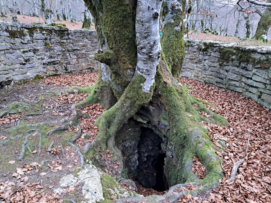 Fotos: Ruta mágica entre hayedos hacia la cima de Bargagain