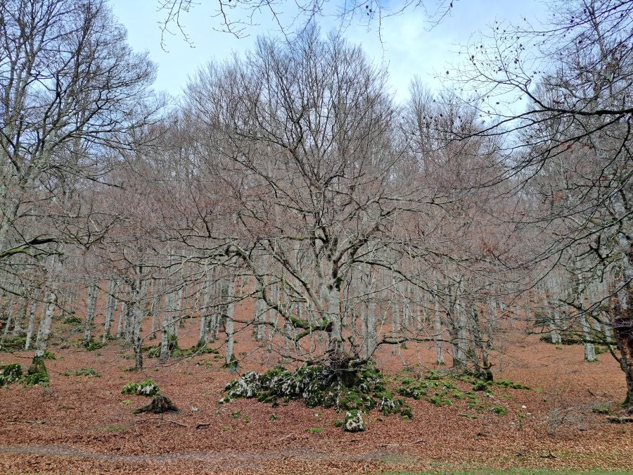 Fotos: Ruta mágica entre hayedos hacia la cima de Bargagain