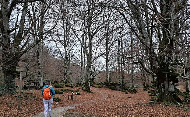 Galería. Los bosques son una delicia para caminar.