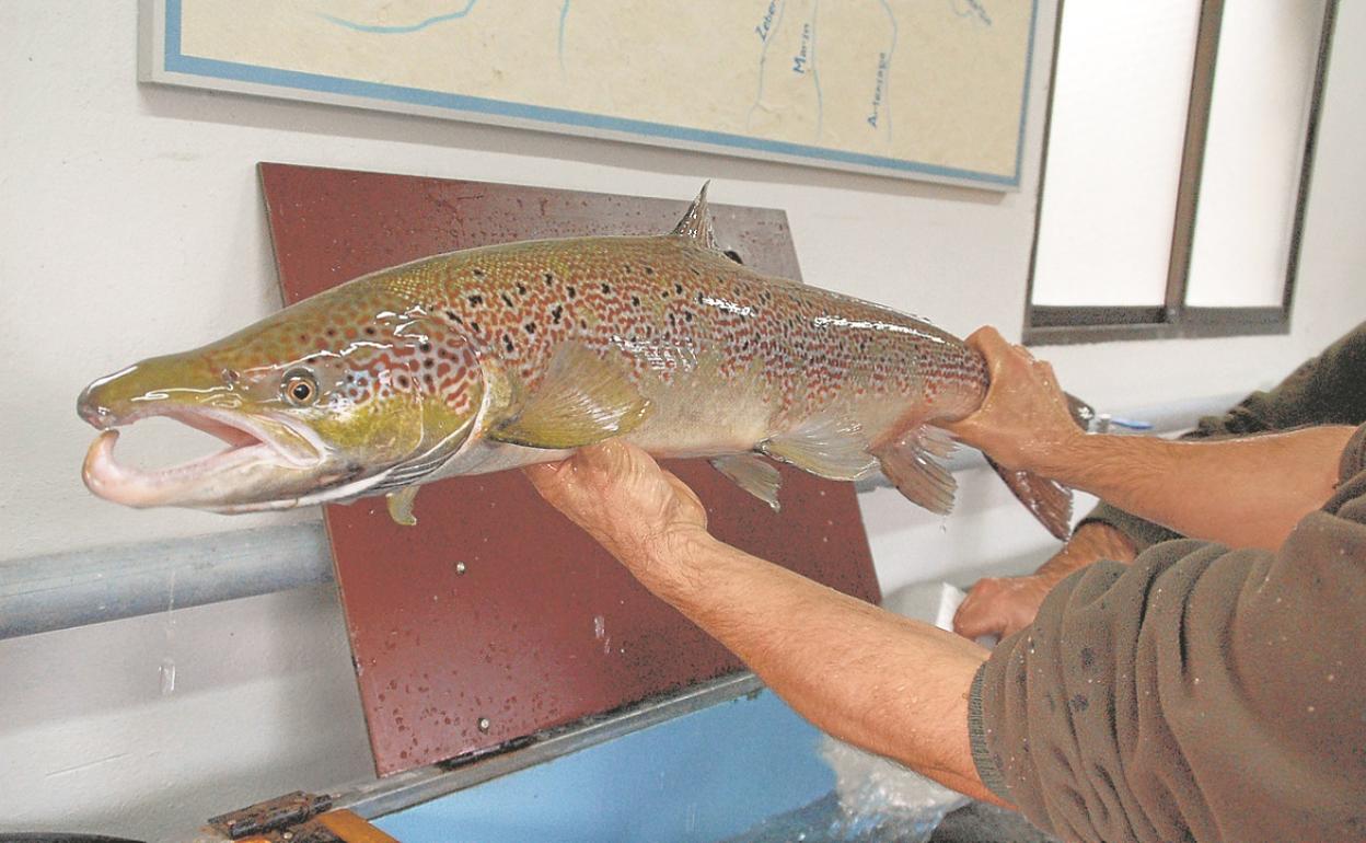 Salmón macho del Bidasoa, con la mandíbula combada, preparado para la reproducción. 