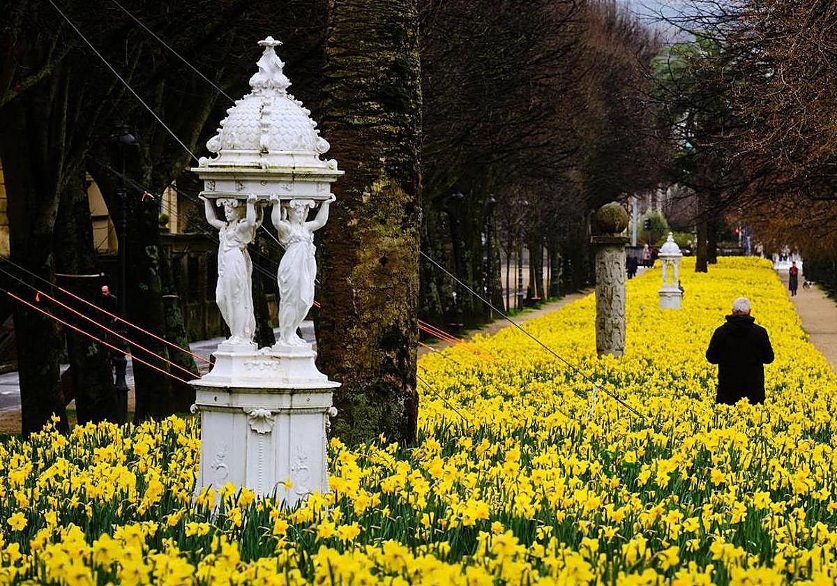 Los narcisos vuelven a teñir de amarillo el paseo de Francia de San Sebastián