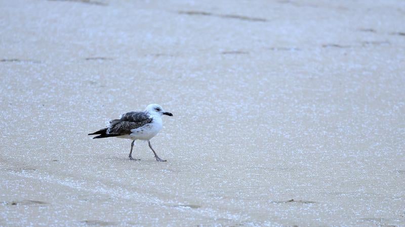 Nieve en la playa de La Concha
