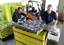 Descarga de anchoa en el puerto de Hondarribia este miércoles.