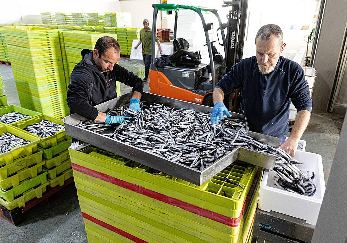 Descarga de anchoa en el puerto de Hondarribia este miércoles.