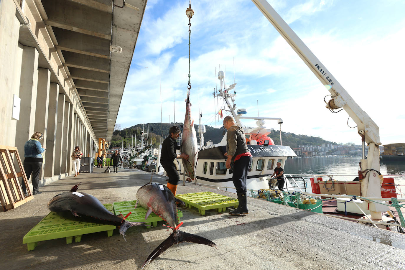 Más atunes de tamaño grande en Pasaia