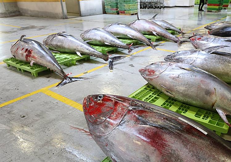 Atunes gigantes siguen llegando a Gipuzkoa.