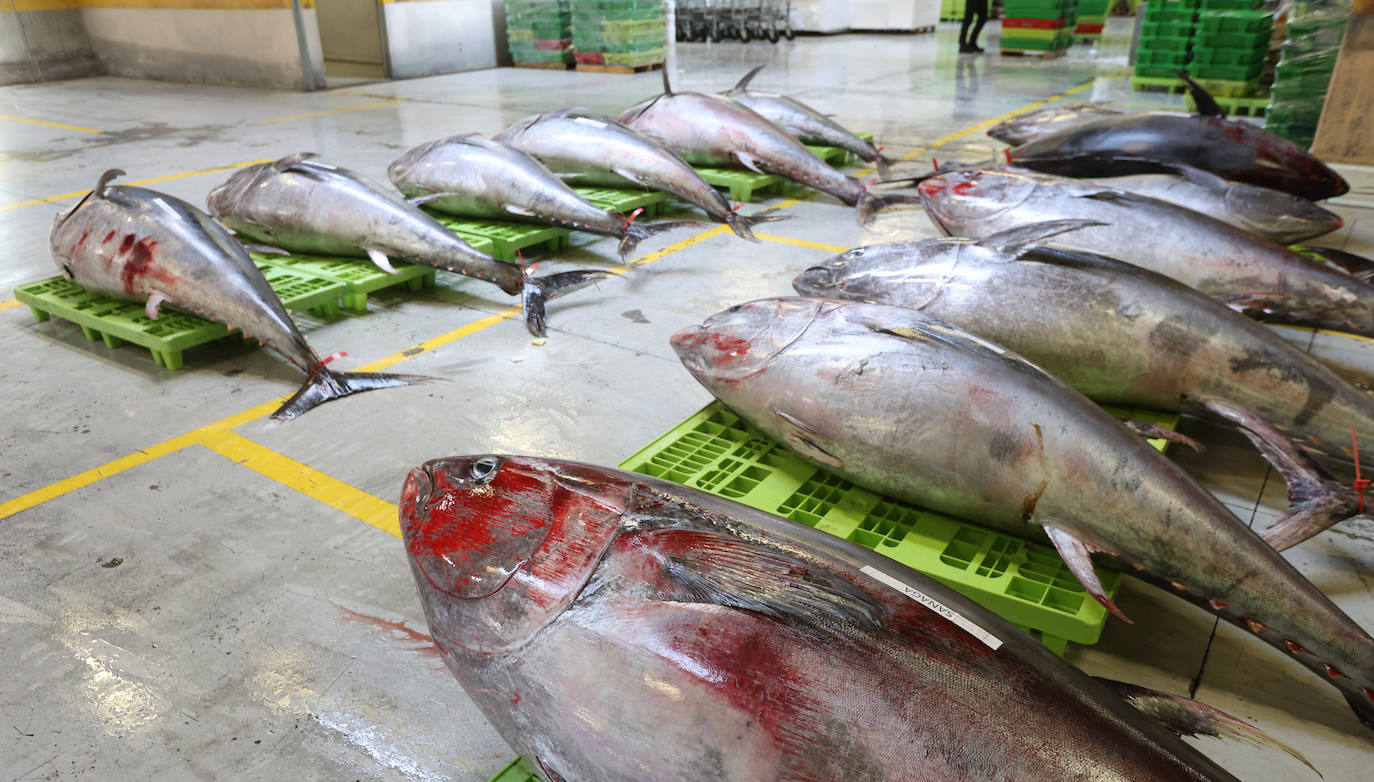 Más atunes de tamaño grande en Pasaia