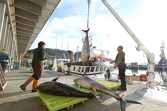 Un barco de San Juan de Luz descargando tres piezas de atún este jueves en Pasaia.