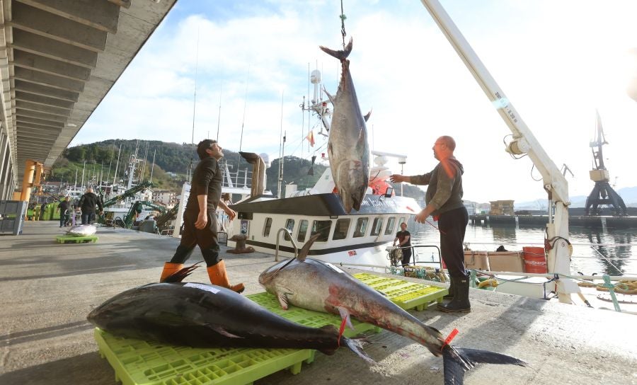 Más atunes de tamaño grande en Pasaia