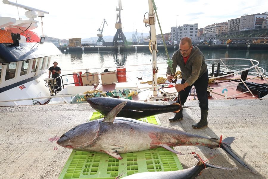 Más atunes de tamaño grande en Pasaia