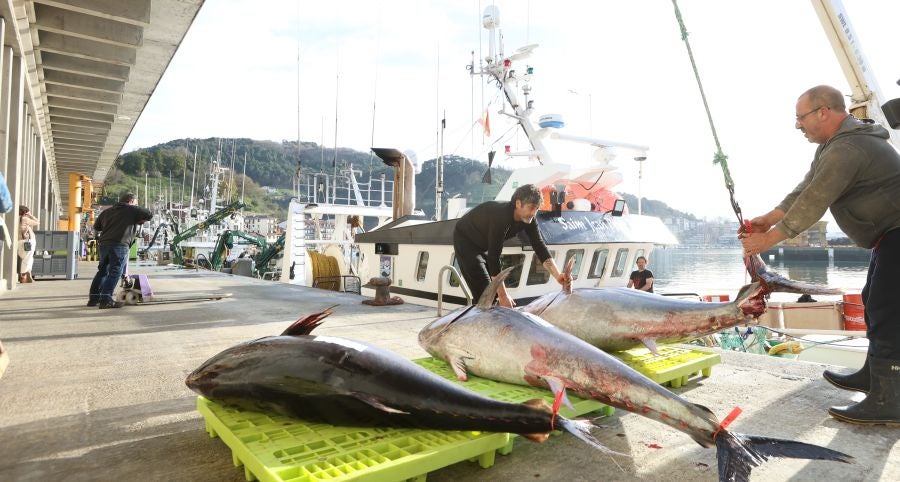 Más atunes de tamaño grande en Pasaia
