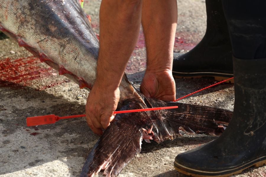 Más atunes de tamaño grande en Pasaia