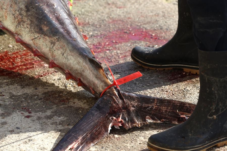 Más atunes de tamaño grande en Pasaia