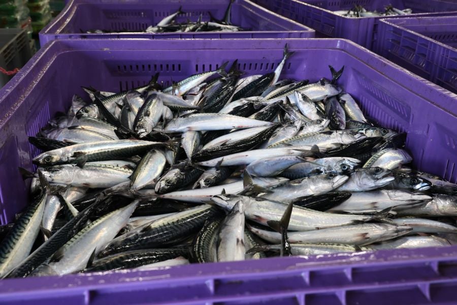 Más atunes de tamaño grande en Pasaia