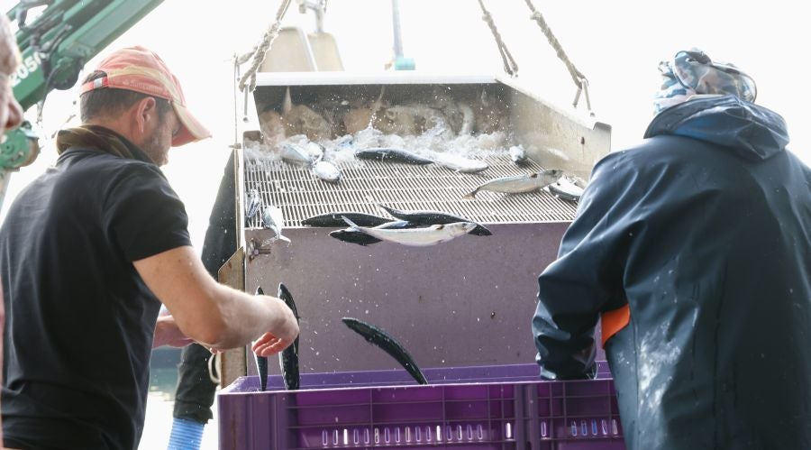 Más atunes de tamaño grande en Pasaia