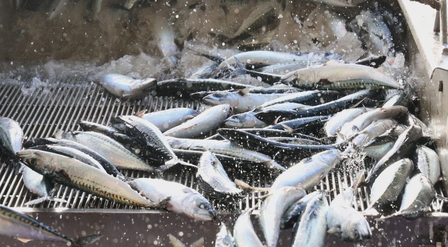Más atunes de tamaño grande en Pasaia