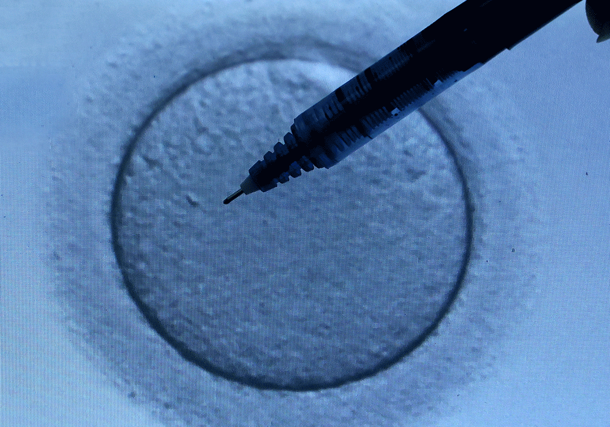 Proceso de división celular de un embrión.