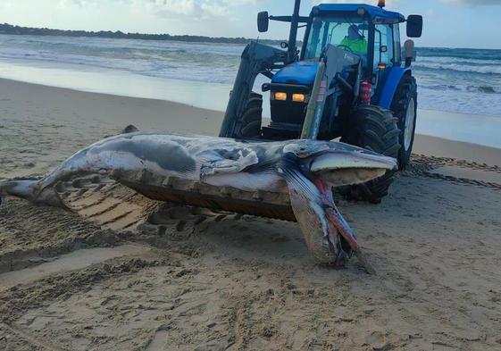 Operarios de limpieza retiran la ballena muerta de la playa de la Zurriola.