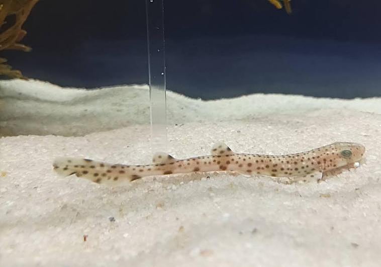 Cuatro crías de tiburón han nacido en el aquarium donostiarra