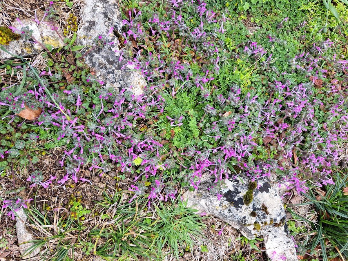 Santa Marina, un balcón en la Sierra de Urbasa