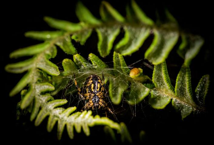 &#039;Fotciencia 18&#039;