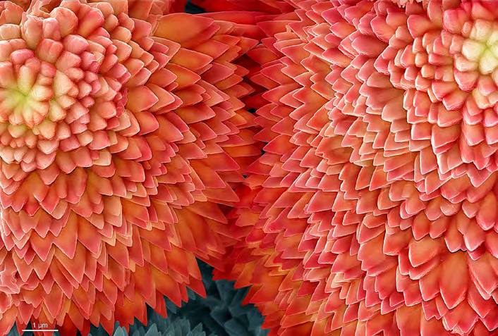 &#039;Fotciencia 18&#039;