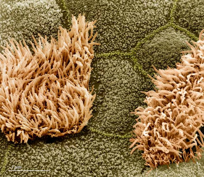 &#039;Fotciencia 18&#039;