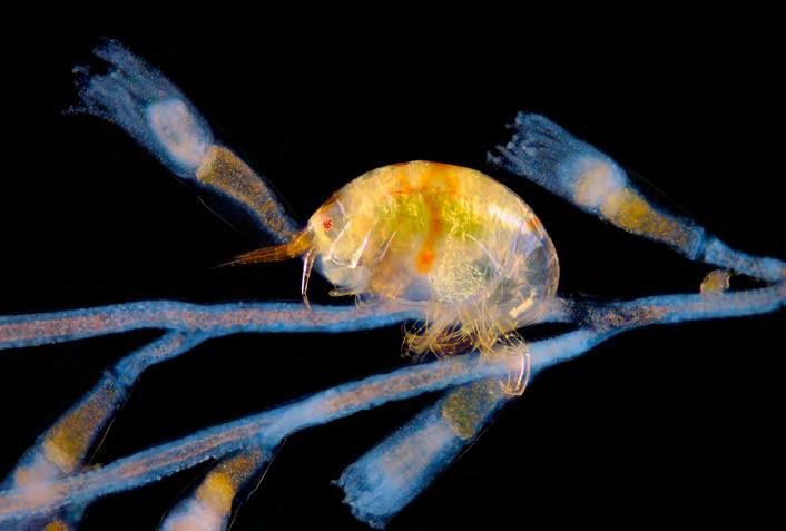 &#039;Fotciencia 18&#039;