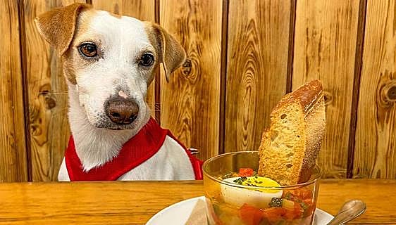 El pintxo solidario en honor del popular perro donostiarra Pipper