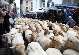 Uno de los rebaños de ovejas cruza el centro de Ordizia este miércoles en el Artzain Eguna.