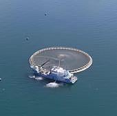 El centro AZTI y una firma catalana se alían para engordar atún rojo en jaulas en el mar frente a Getaria