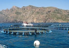 Una granja de atunes.