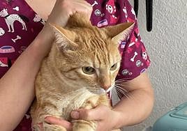 Gato doméstico encontrado esta semana en Zubillaga en buen estado, que parece haberse perdido.