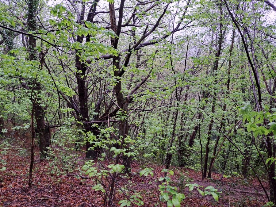 Txoritokieta: Un recorrido sencillo cargado de historia