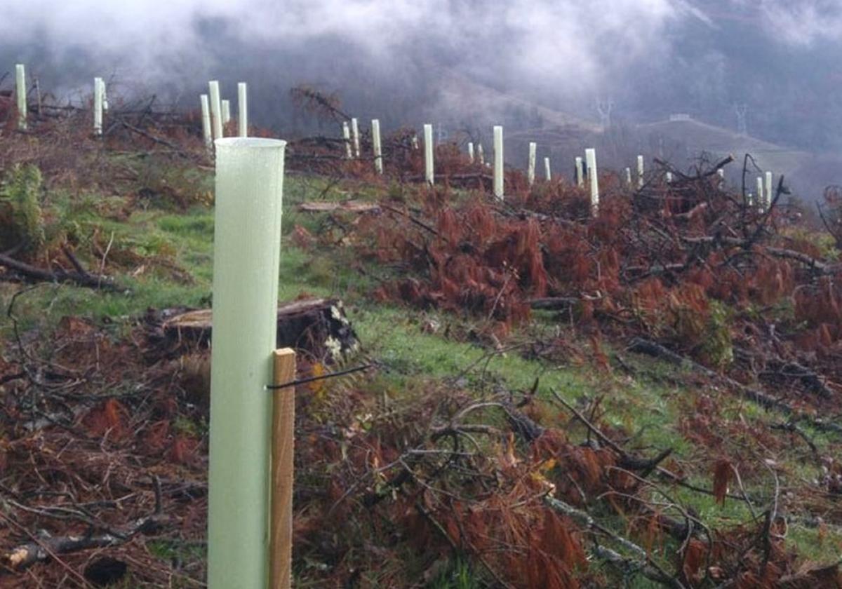 Los ejemplares plantados están protegidos para evitar que los animales los dañen.