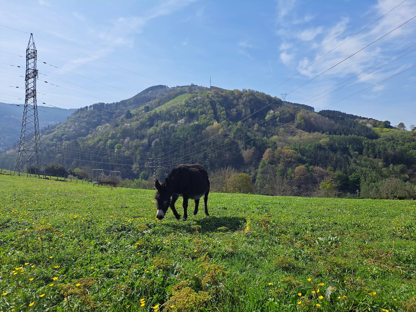 Oindolar, una recompensa primaveral