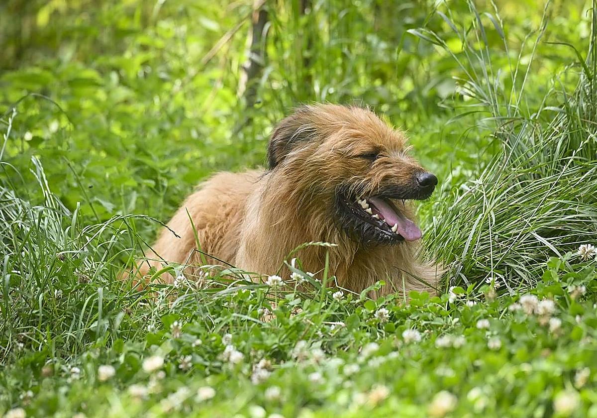 Un perro pastor en un monte de Gipuzkoa.