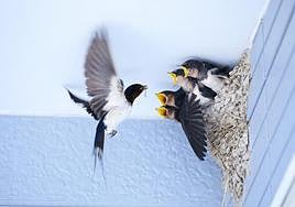 Una golondrina da de comer a sus polluelos en un nido.