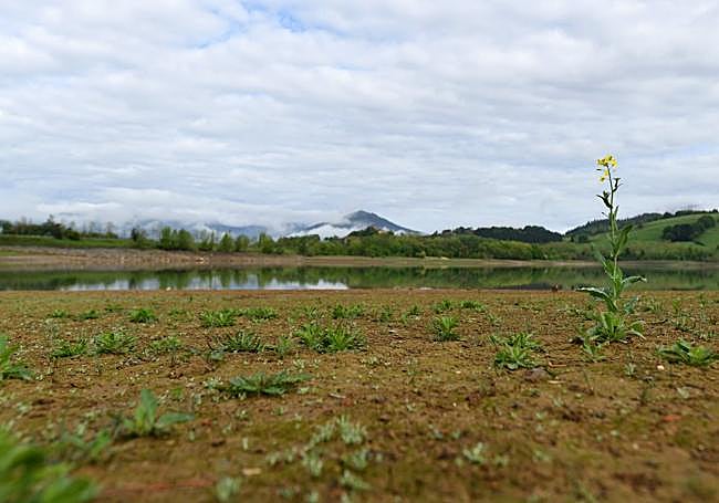 En algunas zonas incluso está creciendo vegetación.