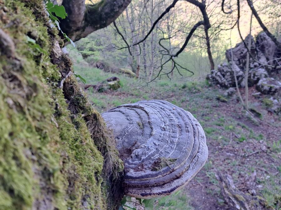 Pikuta, lejos del mundanal ruido